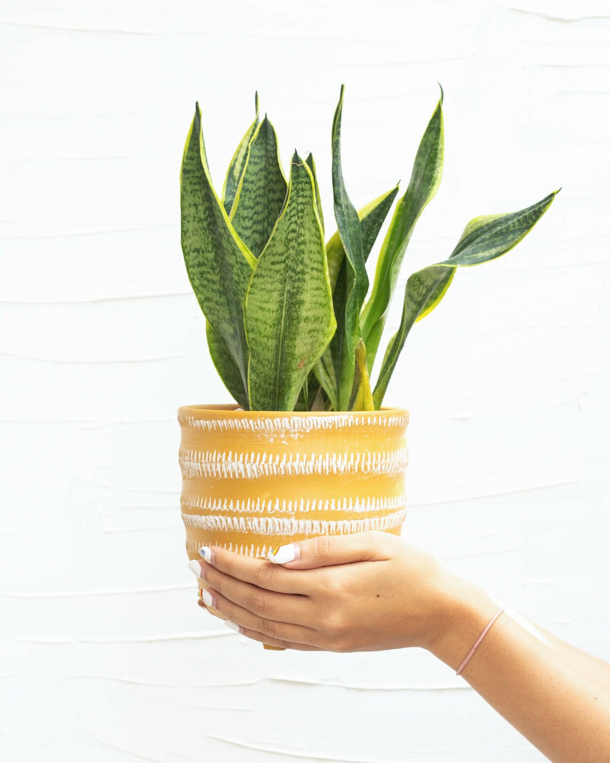 Most Popular Sansevieria Varieties, Different Types of Snake Plants
