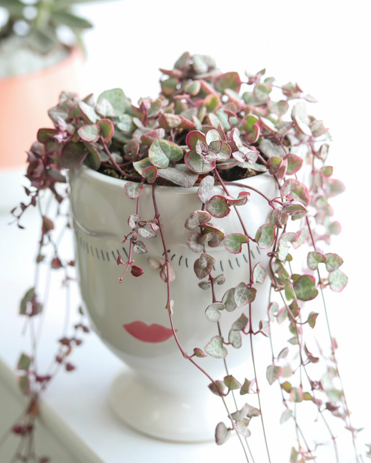 String of Hearts Varieties, Types of Ceropegia Woodii