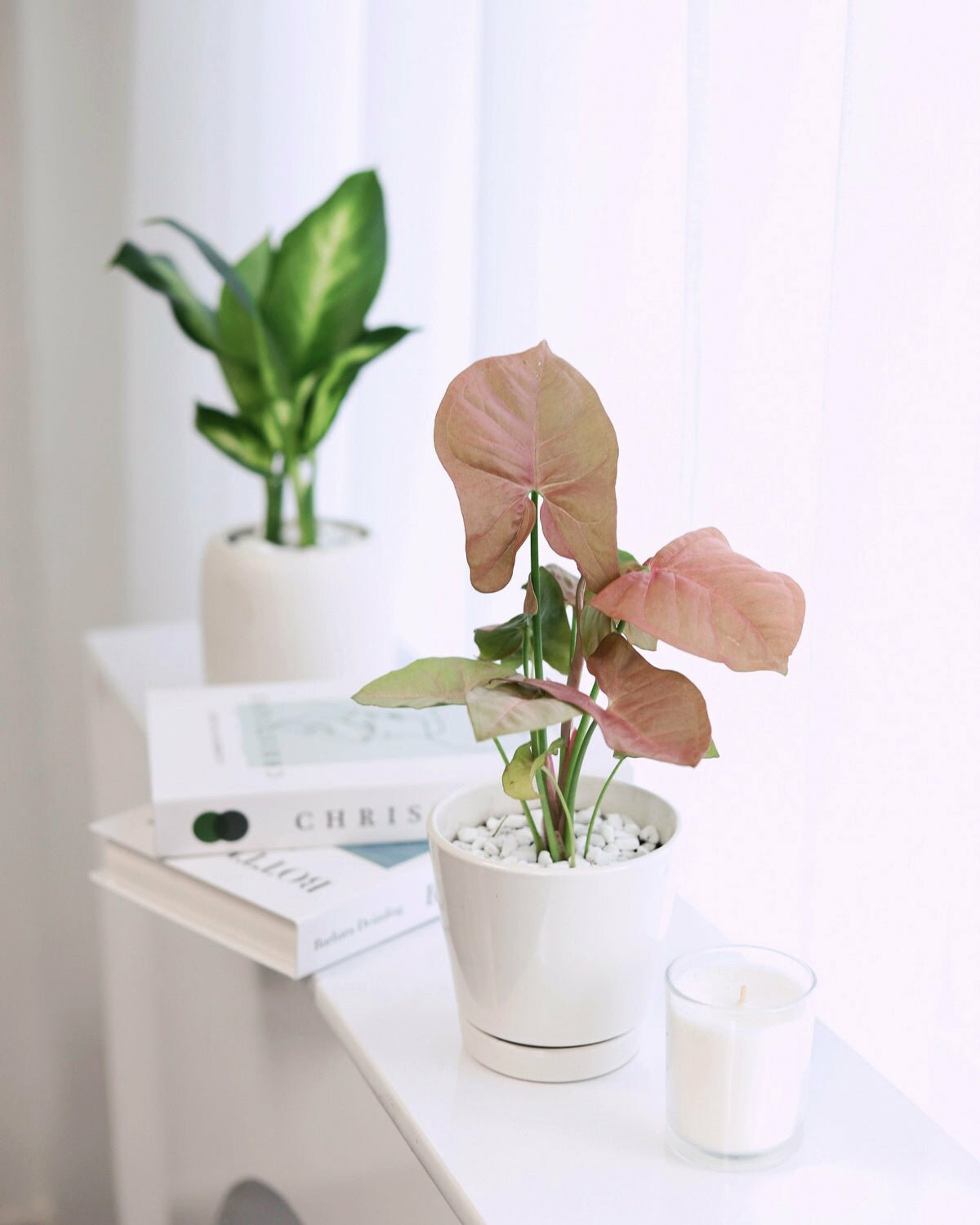 Best Types of Syngonium Houseplants, Arrowhead Vine Plant Varieties