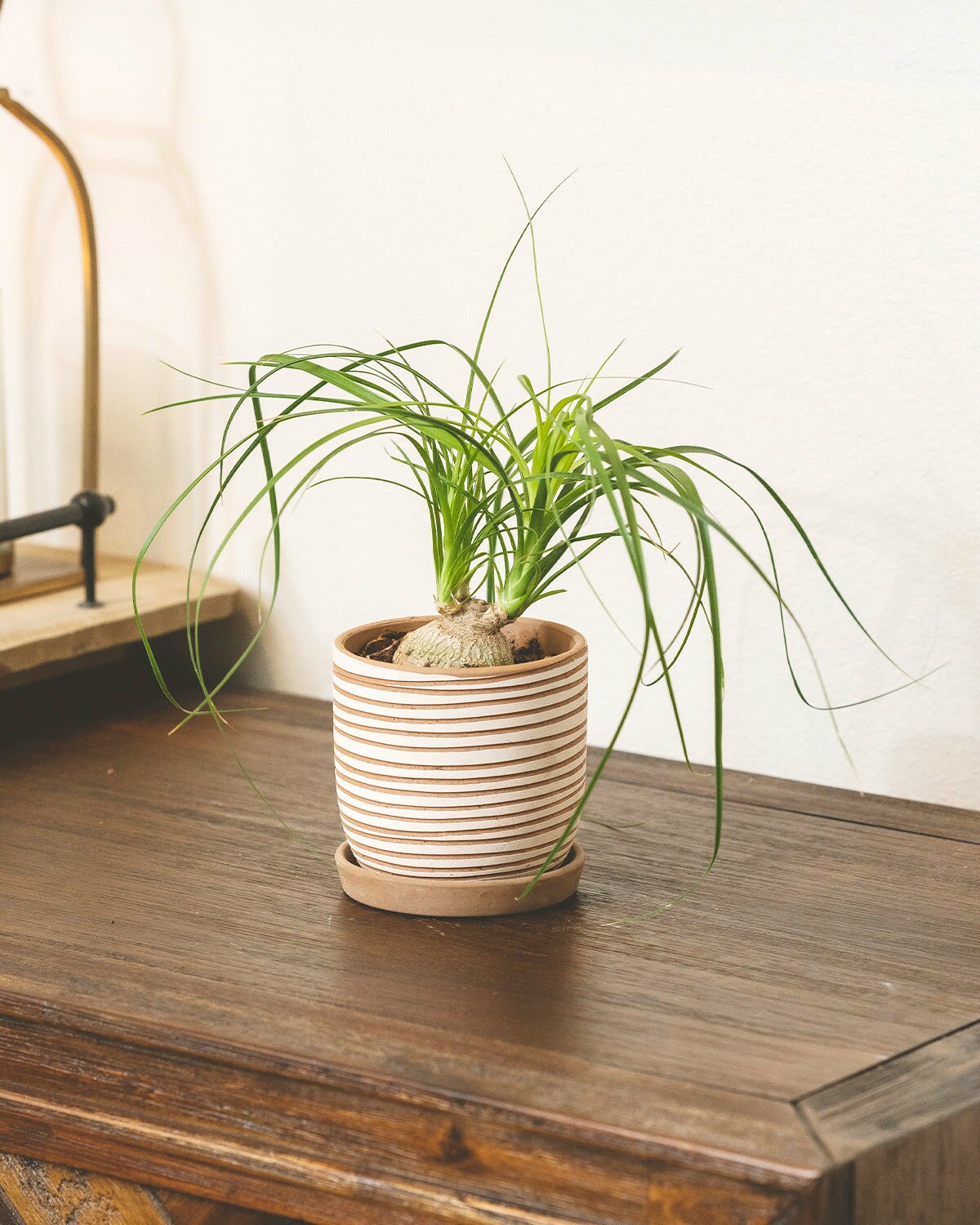 Best Houseplants for Beginners, Low Maintenance Houseplants, Easy to Care Indoor Plant for Beginners