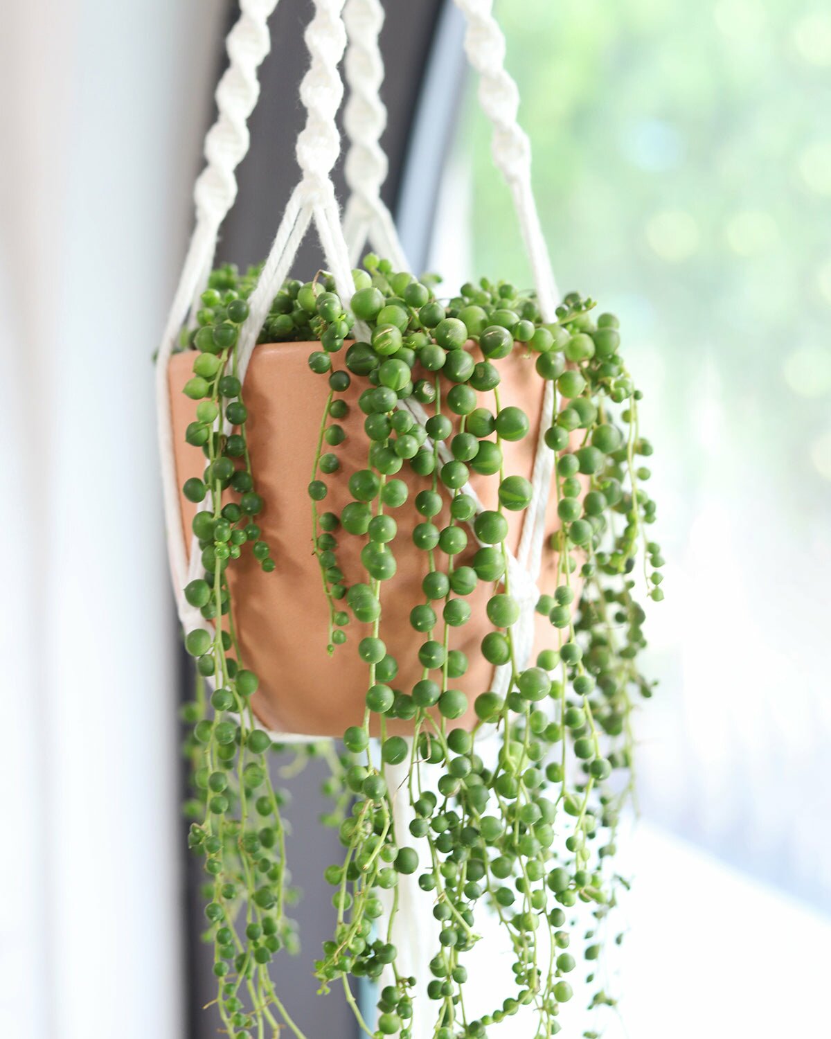 Best Senecio Varieties, Types Of Senecio Indoor Plants