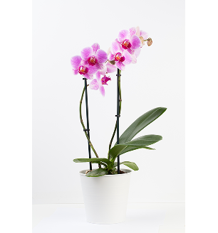 orchid plants, orchid pot, orchid, orchid flowers, orchid pots with holes, live orchid plants, phalaenopsis orchid, pink orchid flowers