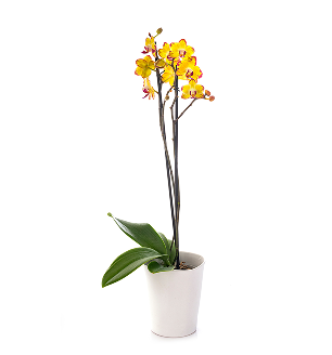 orchid plants, orchid pot, orchid, orchid flowers, orchid pots with holes, live orchid plants, phalaenopsis orchid, yellow orchid flowers