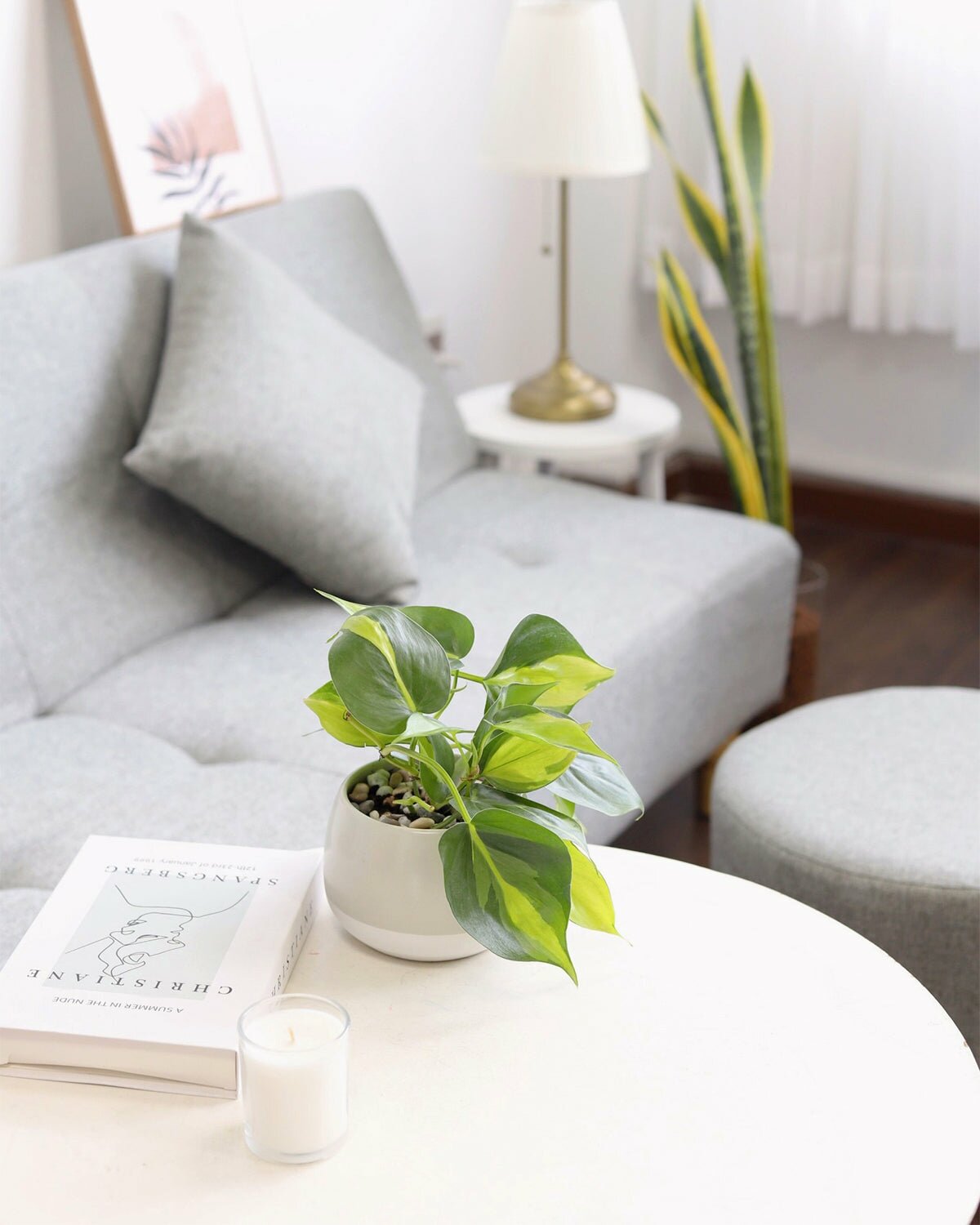 how to care for Philodendron Cordatum Brasil, Philodendron hederaceum Brasil, easy to care houseplant, trailing houseplant for decoration, yellow and green foliage, medium to bright light Philodendron