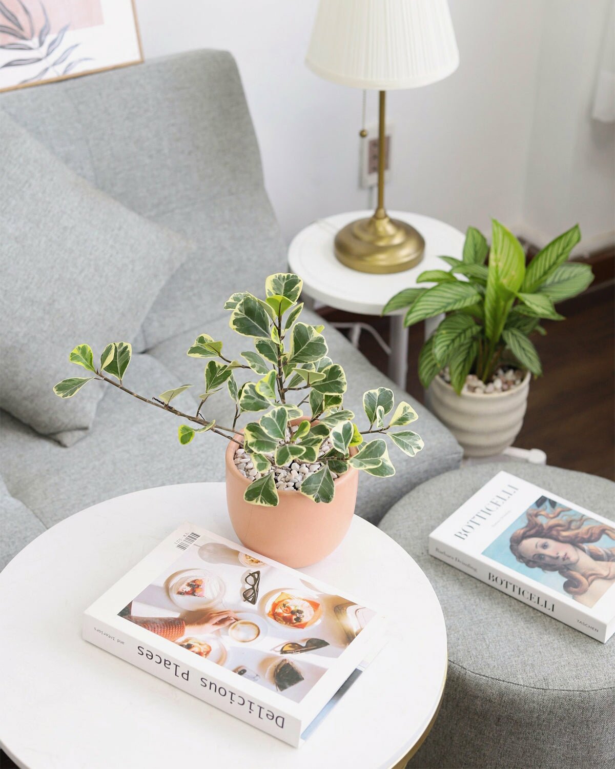 Ficus Triangularis houseplant, how to care for Ficus Triangularis Variegated, easy to care houseplant for beginners, variegated houseplant for home and office, rare and unique houseplant