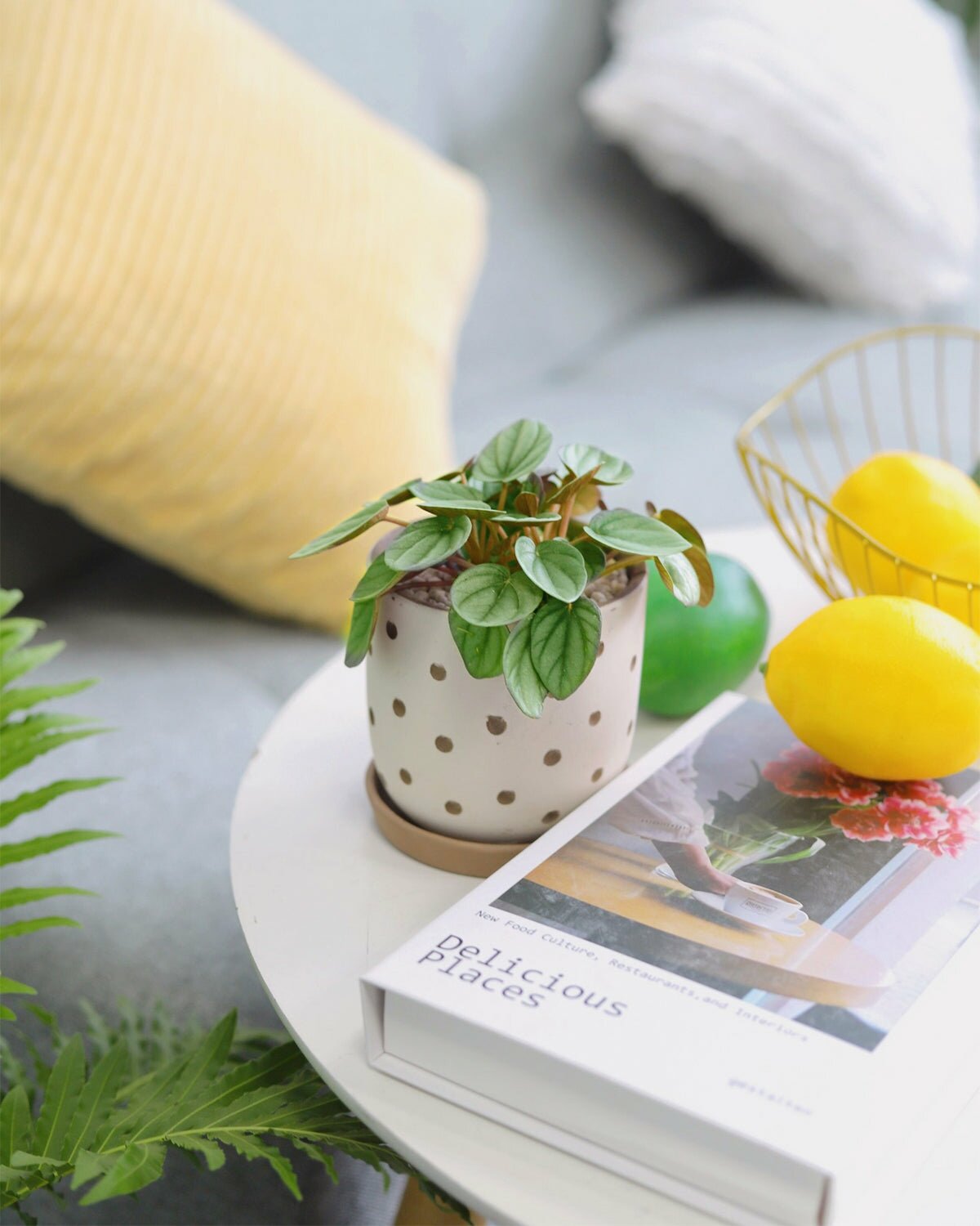 Peperomia Little Toscani in modern plant pot, Peperomia Little Toscani in medium pot with drainage holes, Peperomia Little Toscani in 4 inch white plant pot