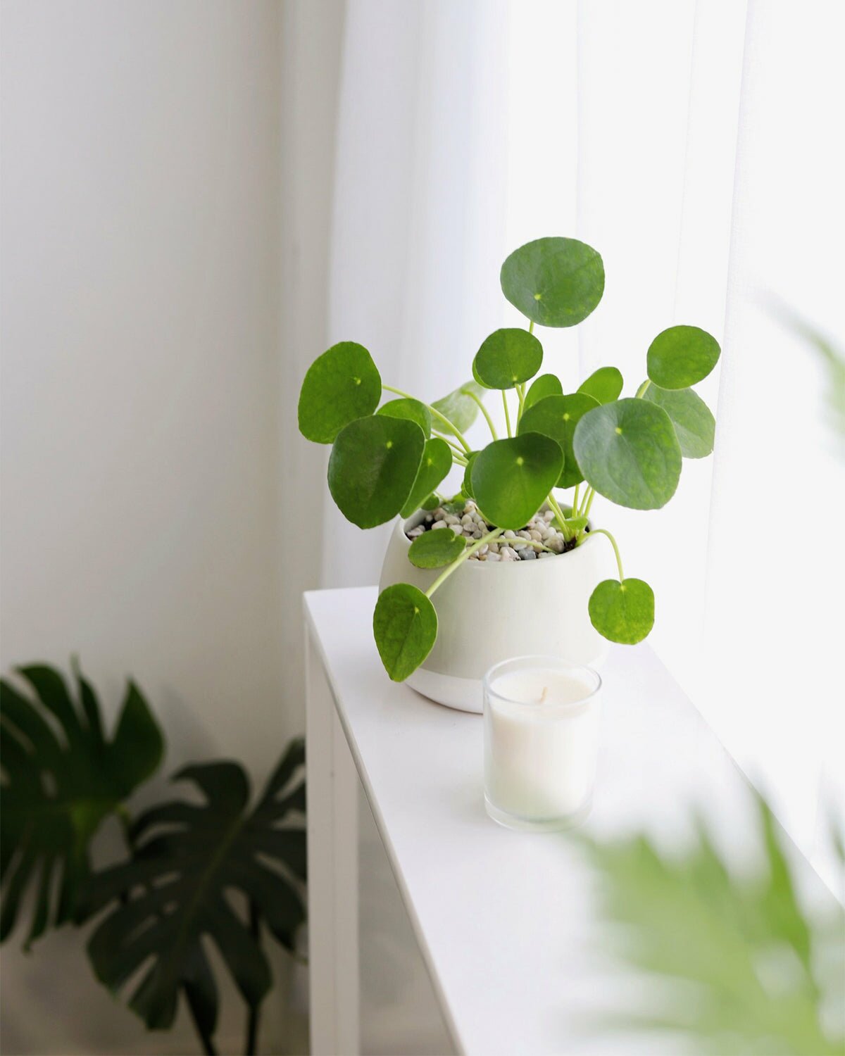 Chinese Money Plant, Pilea Peperomioides for sale, houseplant for home and office decoraton, easy to care houseplant for beginners, low light houseplant, unique foliage houseplant