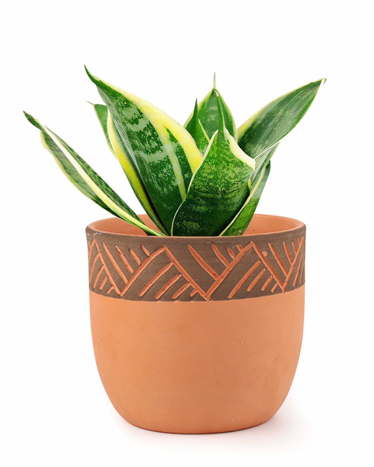 Buy 5.5 inch Clay-Black Color Modern Pot online, Large Terracotta Pot for Succulents and Houseplants