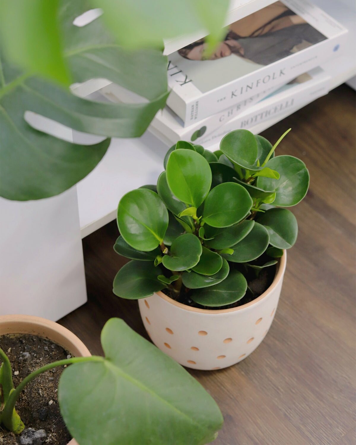 low light houseplant, best indoor plant for decoration, peperomia obtusifolia green, easy to care houseplant, houseplant for home and office decoration