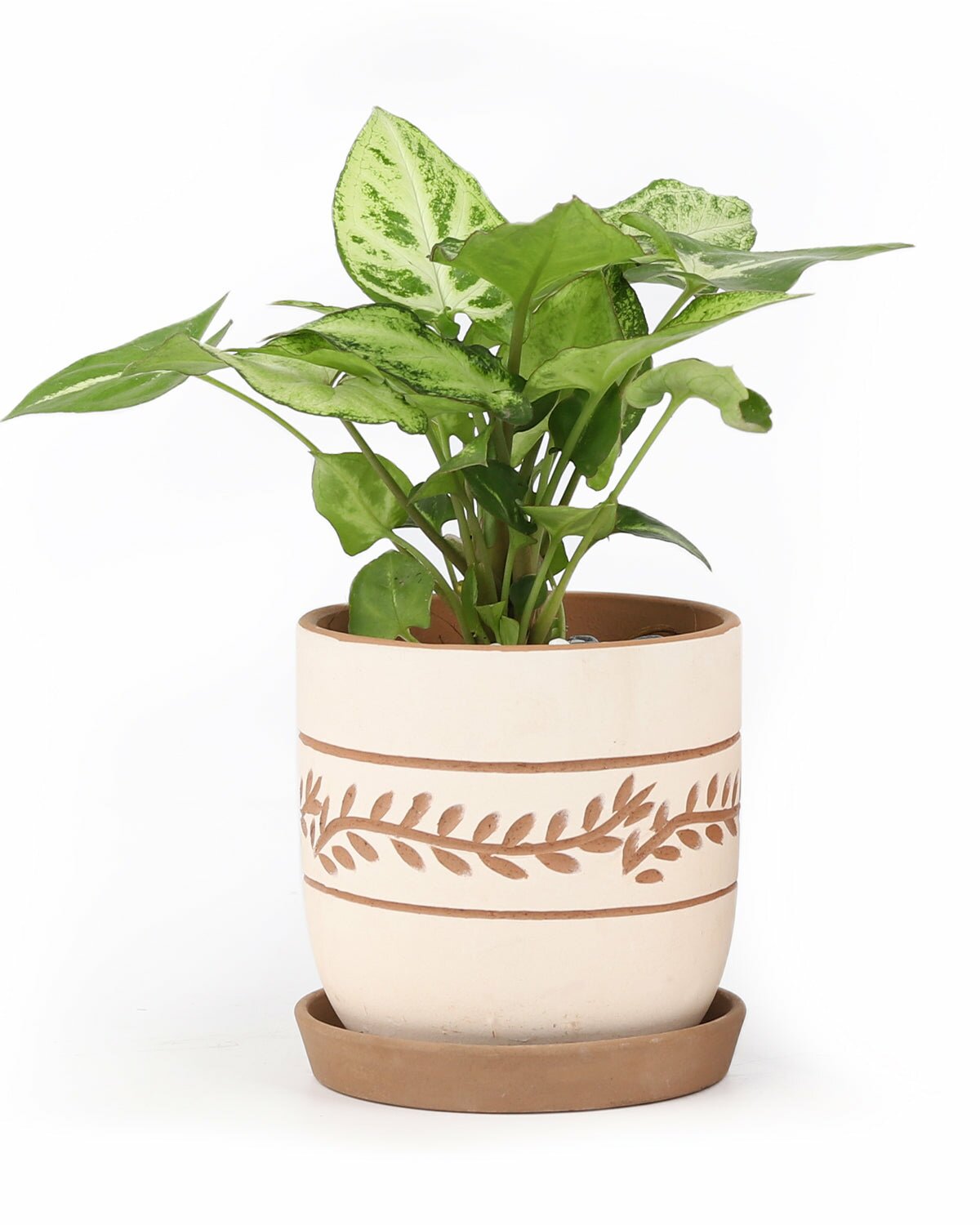 where to buy unique plant pots White Clay Horizontal Leaf Pattern Planter - Terracotta Houseplant Pot for Sale