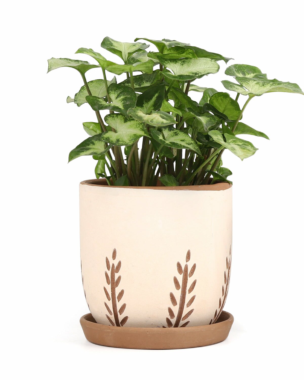 indoor plants in pots for sale Clay White Vertical Leaf Pattern Planter for Houseplant, Succulent & Flower