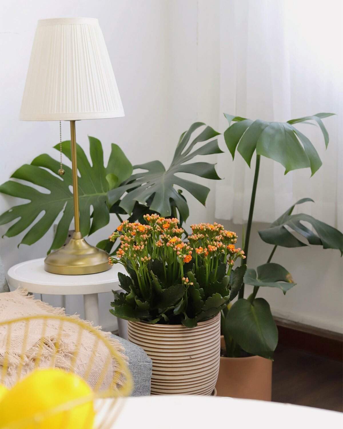 Calandiva Orange for sale, kalanchoe calandiva orange, flowering houseplant, houseplant for decoration, 4 inch houseplant