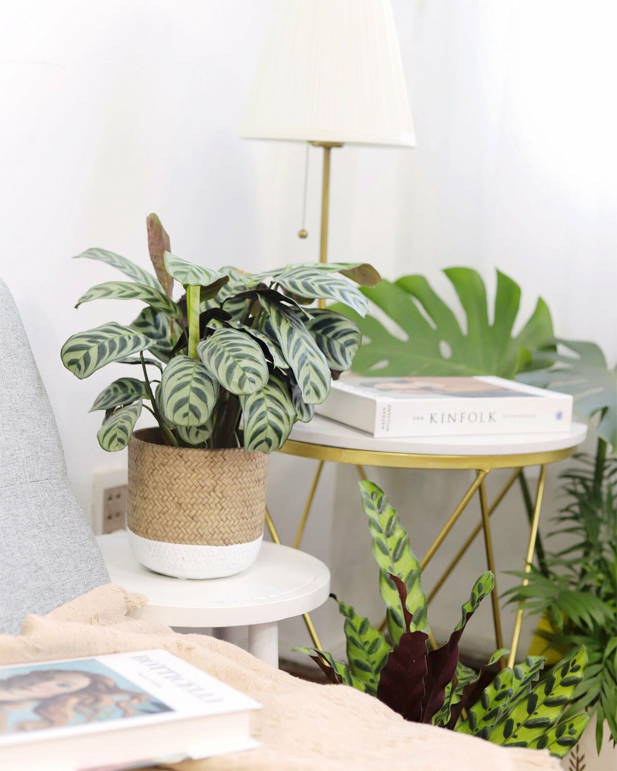 Calathea Burle Marx for sale, Calathea houseplant, easy to care houseplant, air purifying houseplant, colorful foliage houseplant, houseplant for sale