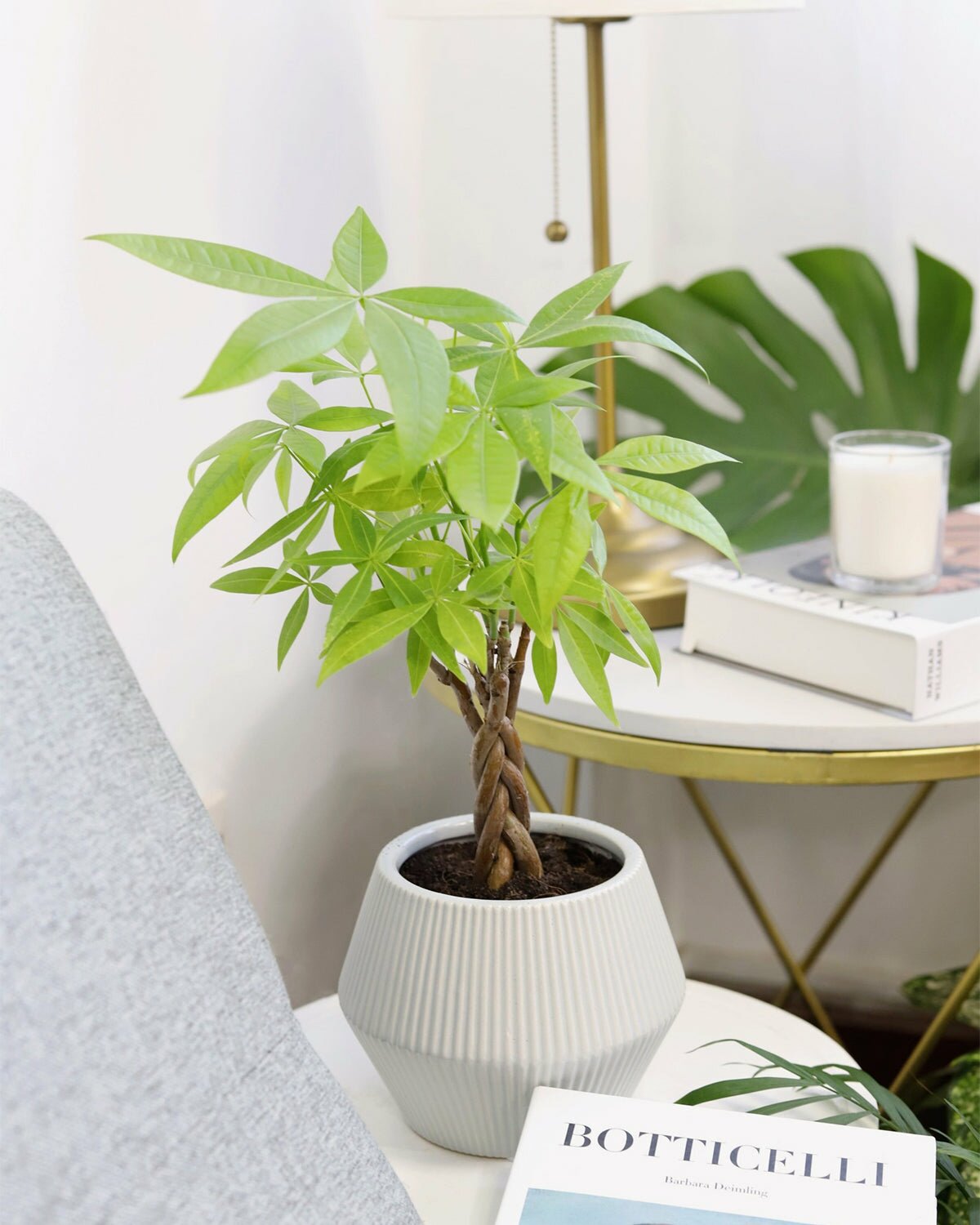 Braided Pachira Stump for sale, how to care for Braided Pachira Stump Money Tree, Feng Shui houseplant, easy to care houseplant for beginners, houseplant for home and office decoration, lucky houseplant