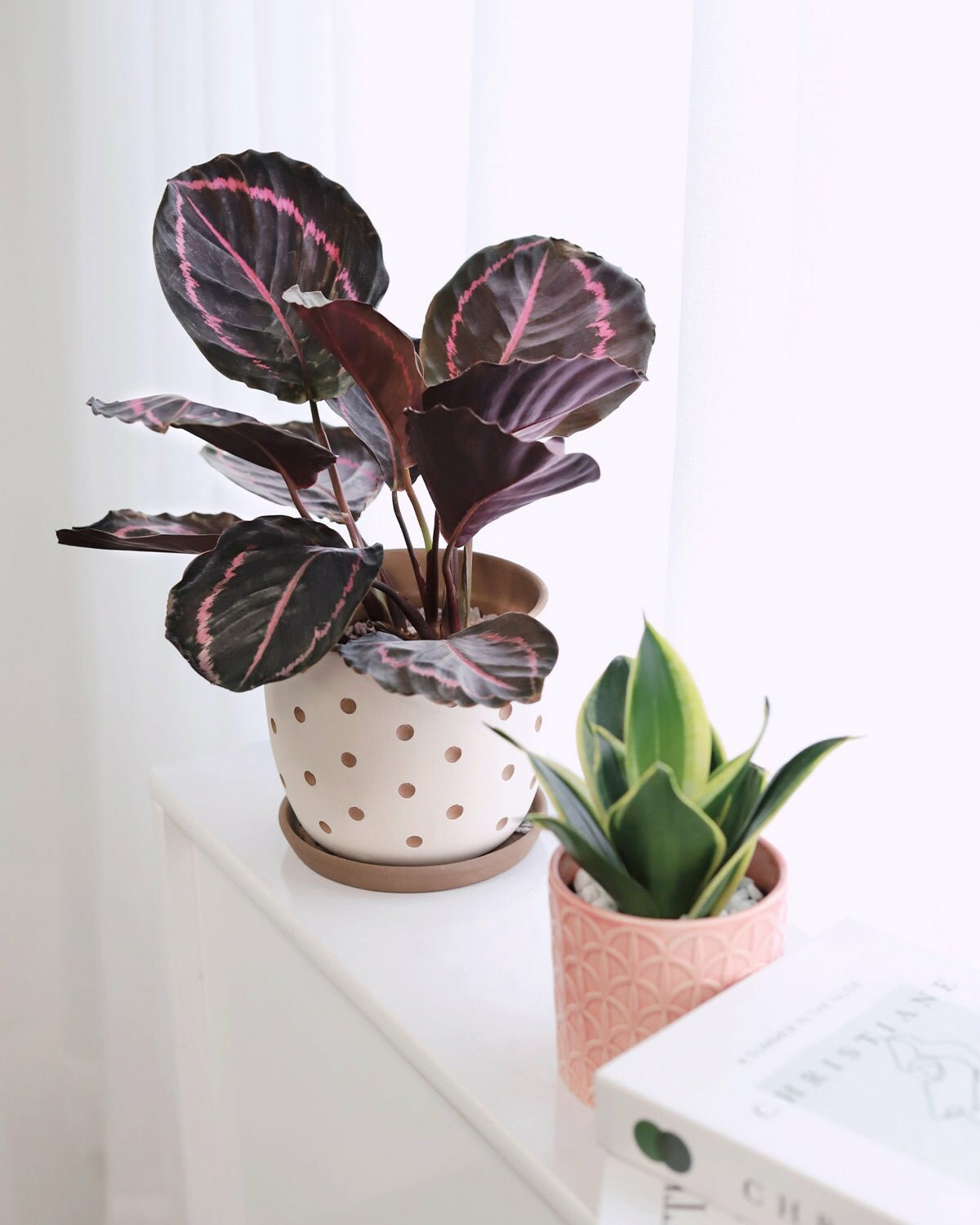 Calathea Dottie in plant pot with drainage, Calathea Dottie in white medium plant pot, Calathea Dottie in ceramic plant pot for sale