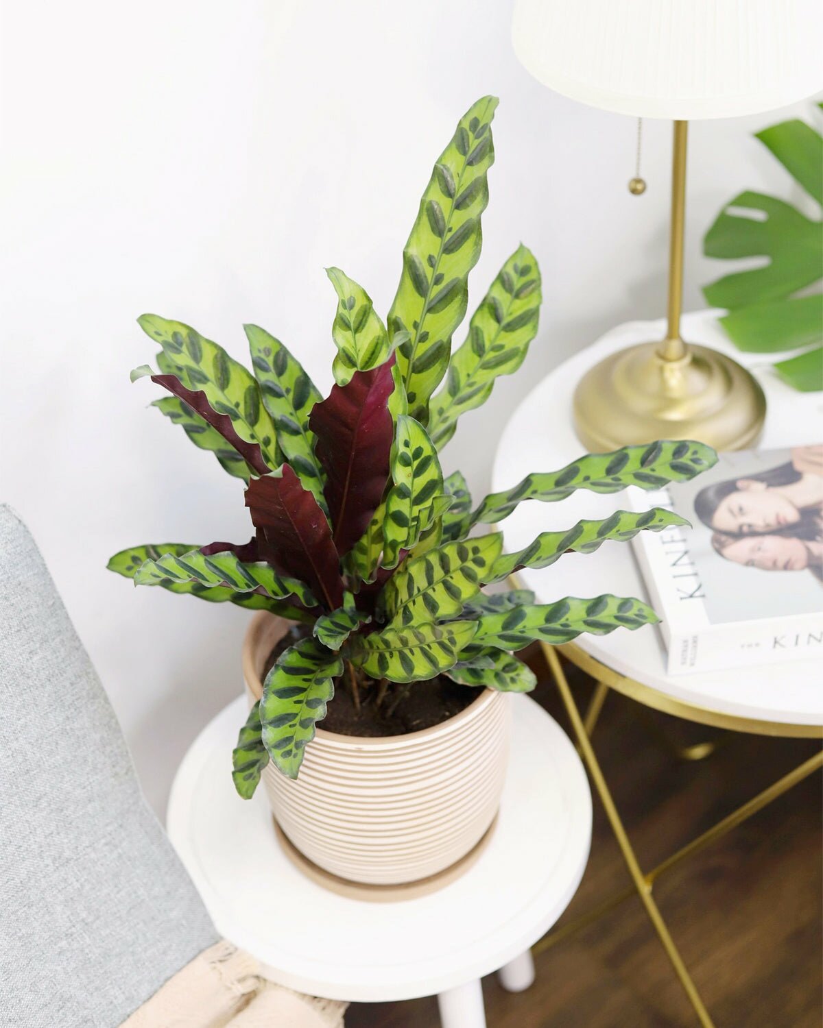 Calathea Lancifolia Rattlesnake Plant for sale, Calathea Lancifolia Rattlesnake houseplant, easy to care houseplant for beginners, air-purifying houseplant, best indoor plant for home office decoration