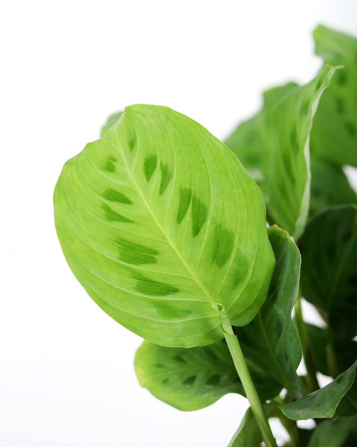 Maranta Green Prayer Plant in white ceramic pot, Maranta Green Prayer Plant in ceramic pot for sale, buy Maranta Green Prayer Plant in white pot online, Maranta Green Prayer Plant in pot with saucer