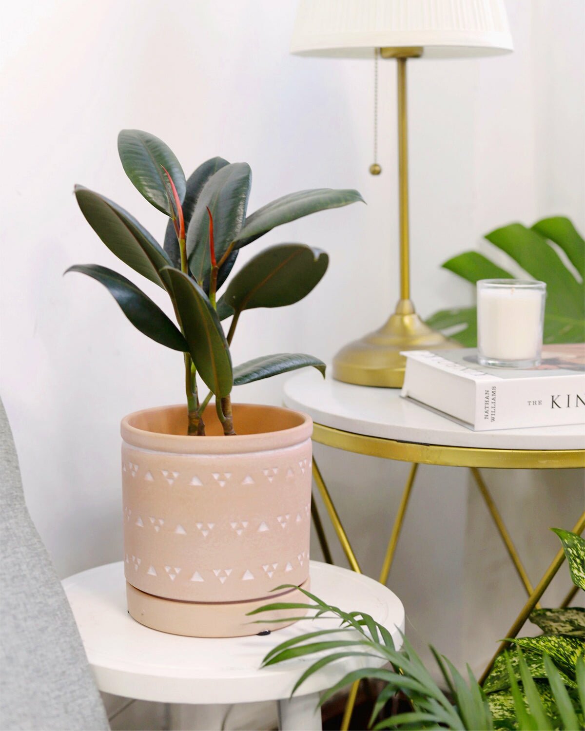 burgundy house plant Burgundy Rubber Plant - Ficus Elastica | Air Purifying Houseplant for Home Office