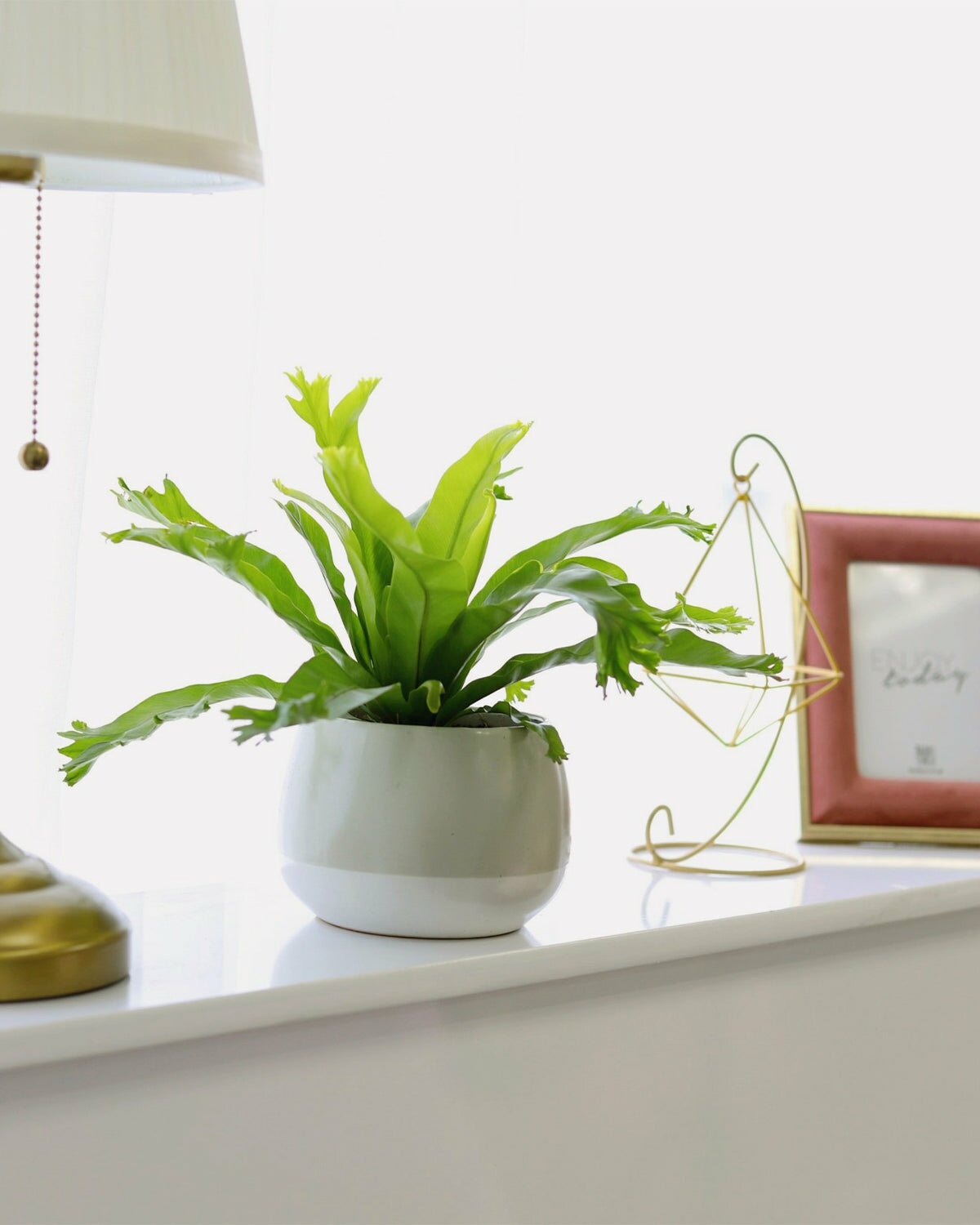 crissie fern for sale, crissie fern care, birds nest fern crissie, easy to care houseplant, indoor plant for home and office decoration, medium and low light houseplant