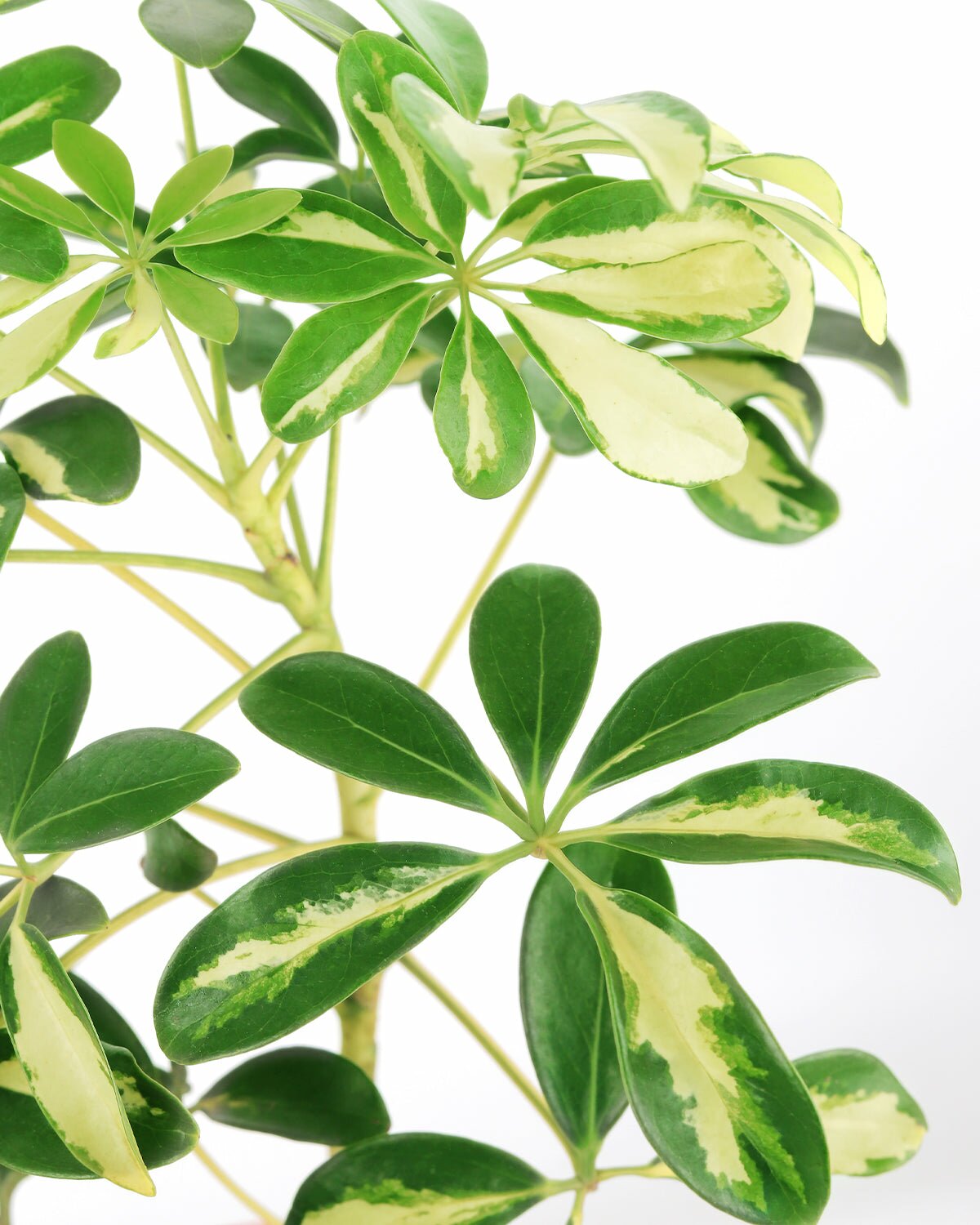 buy schefflera arboricola Schefflera Arboricola Variegated - Easy & Low Light Houseplant