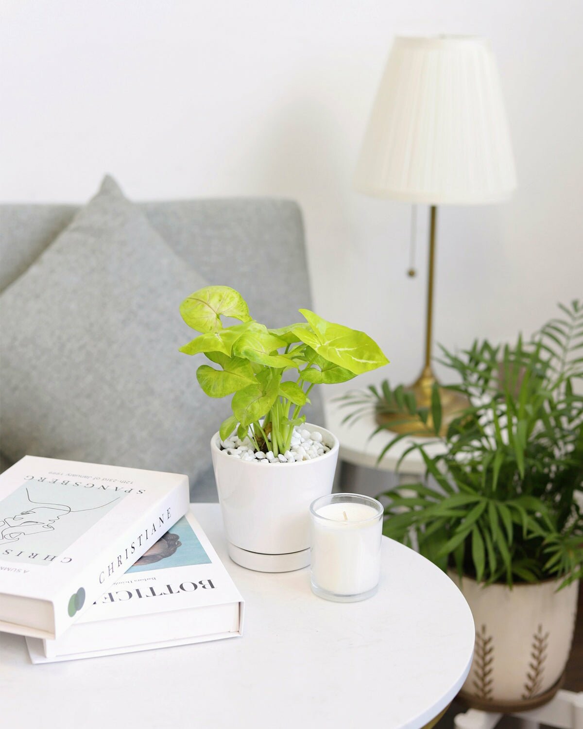 butterfly house plant sale Syngonium White Butterfly