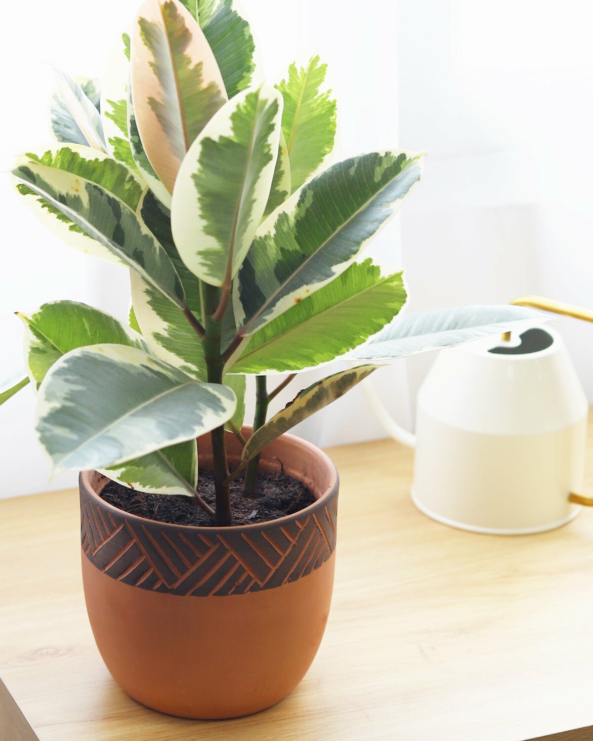 Buy 5.5 inch Clay-Black Color Modern Pot online, Large Terracotta Pot for Succulents and Houseplants