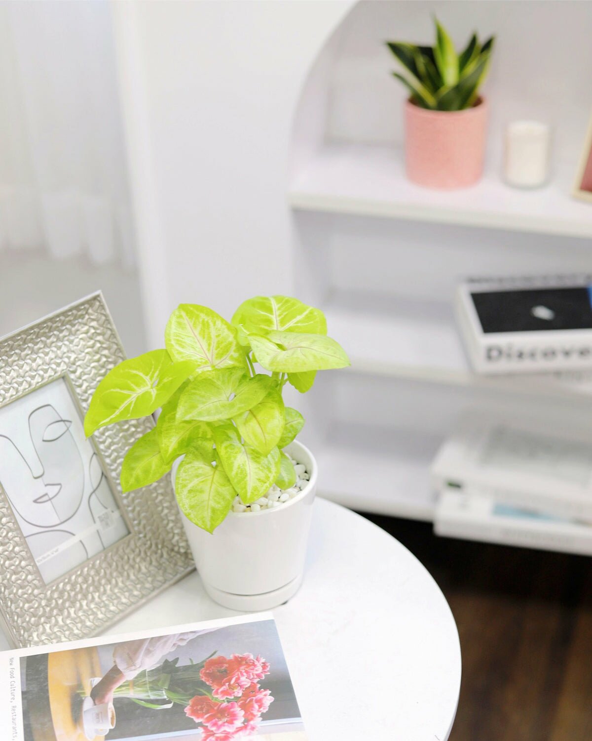 common houseplant, Syngonium Gold Allusion houseplant, easy to care houseplant, unique foliage houseplant, houseplant for sale