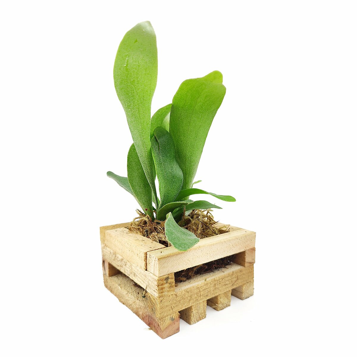 Small Staghorn Fern in Wood Planter, Succulent Gift Decor Ideas, buy Staghorn Fern online