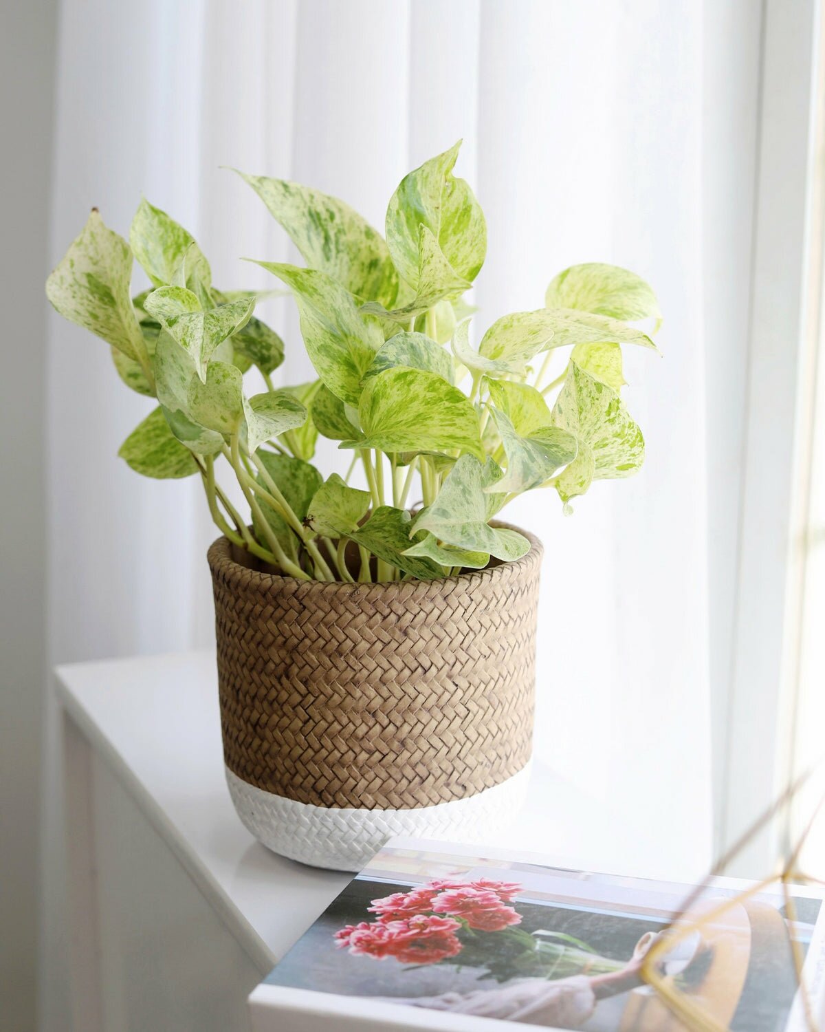 Pothos care guide, how to grow Marble Queen Pothos, Marble Queen Pothos for sale, easy to care houseplant for beginners, low maintenance houseplant, air purifying houseplant 