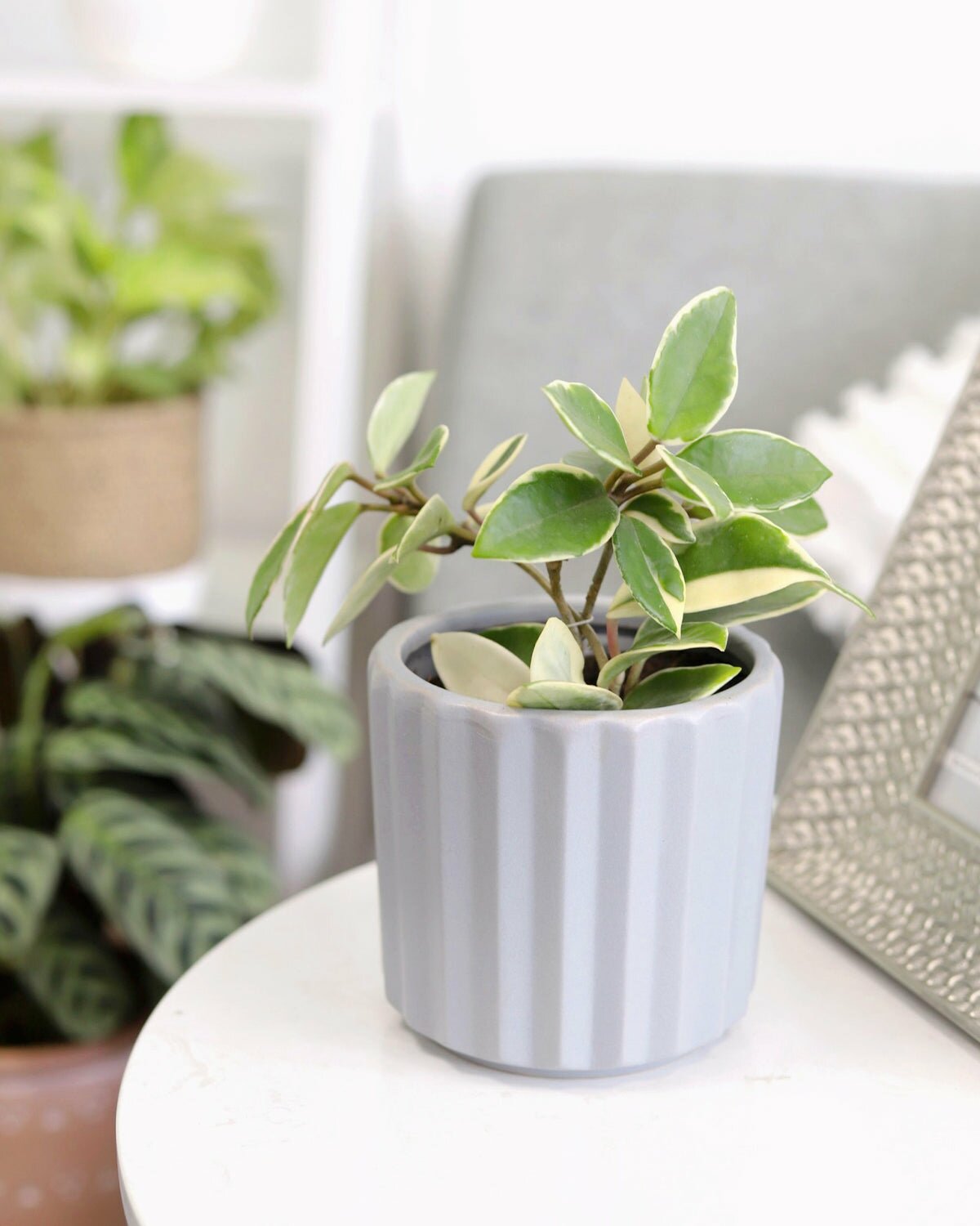 best pot for hoya plant Variegated Hoya Carnosa - The Best Houseplants for Hanging Baskets