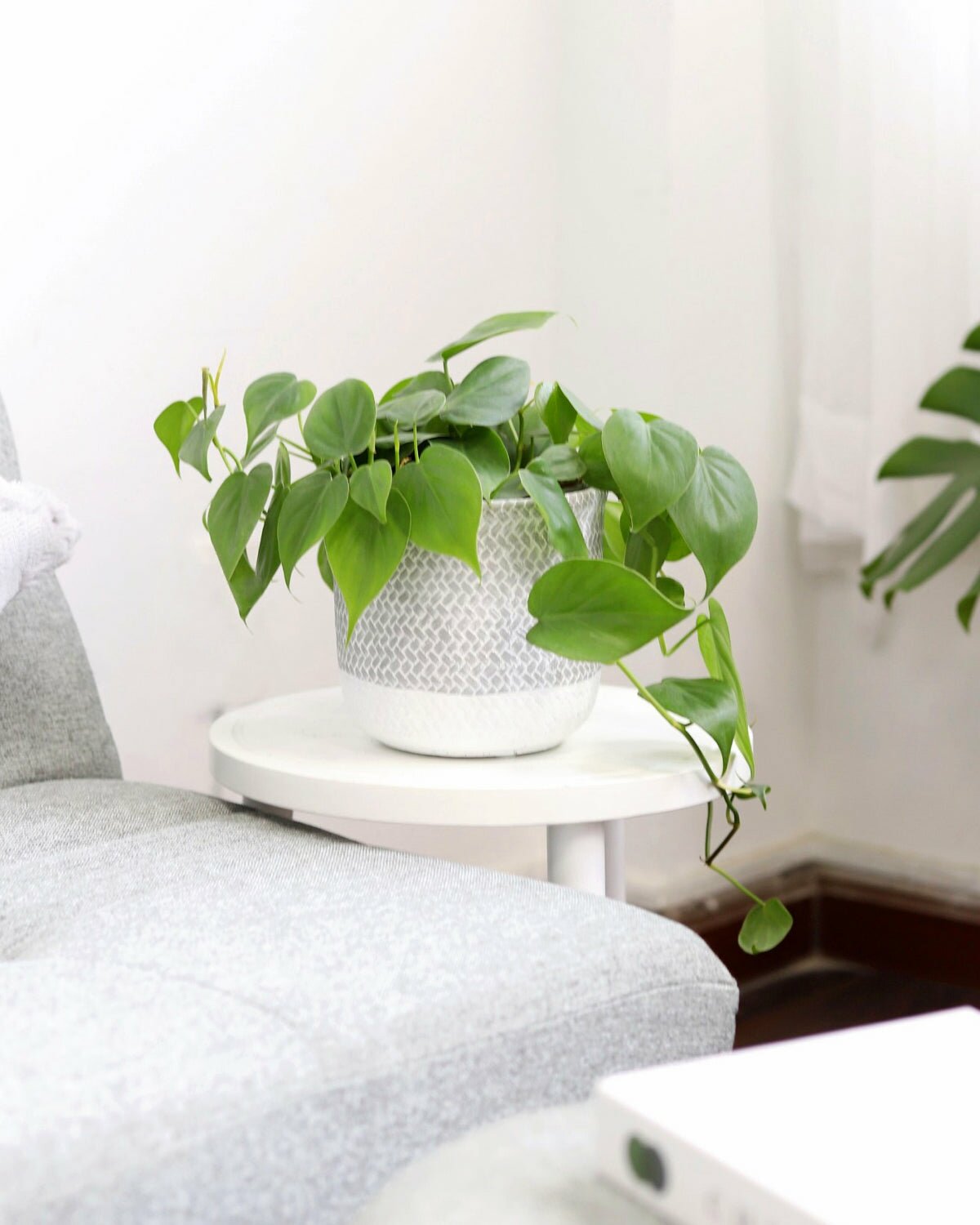 philodendron indoor light Philodendron Cordatum - Low Light Air-purifying Houseplant