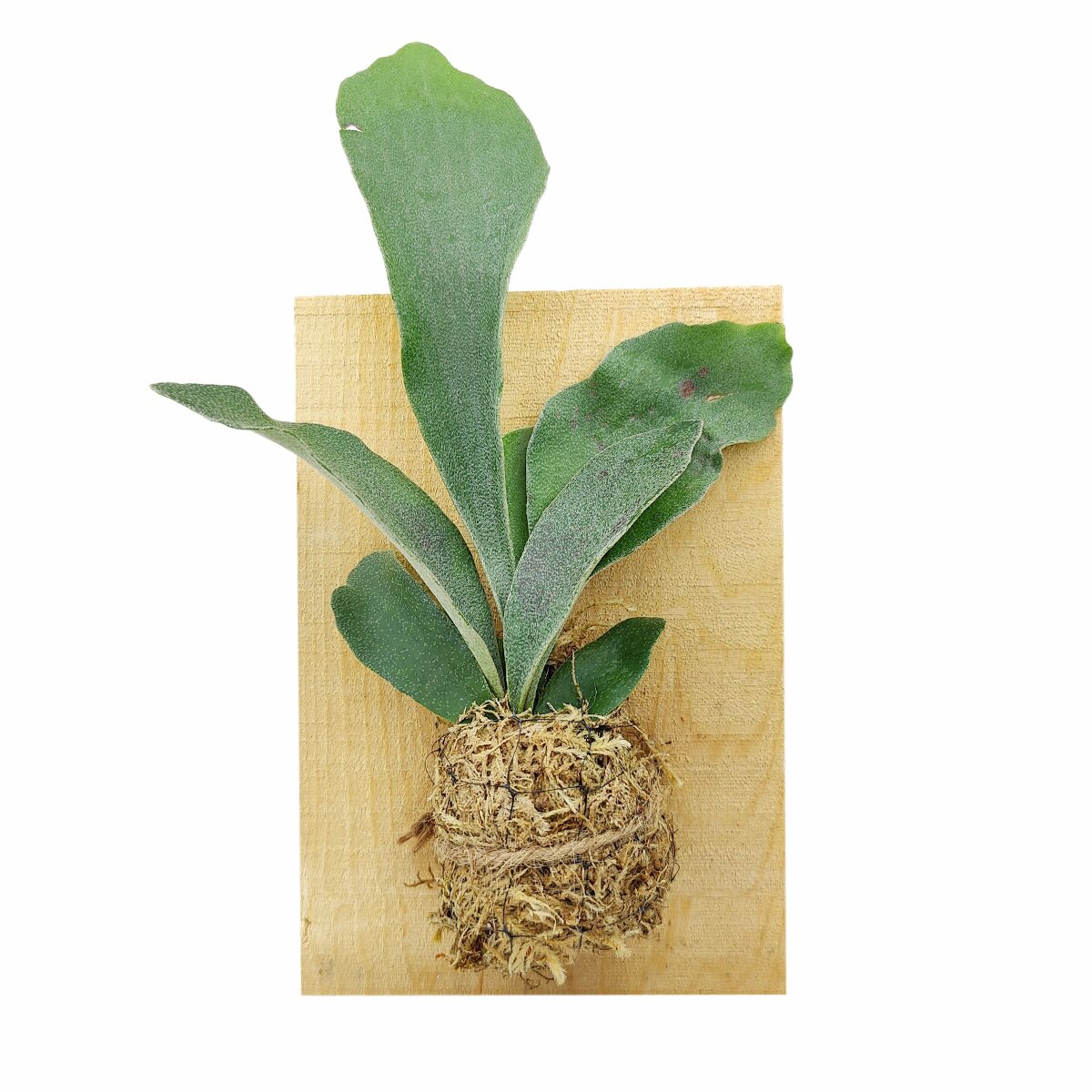 Staghorn Fern On Wood Plank, Succulent Birthday Gift, Succulent Home Decor Ideas