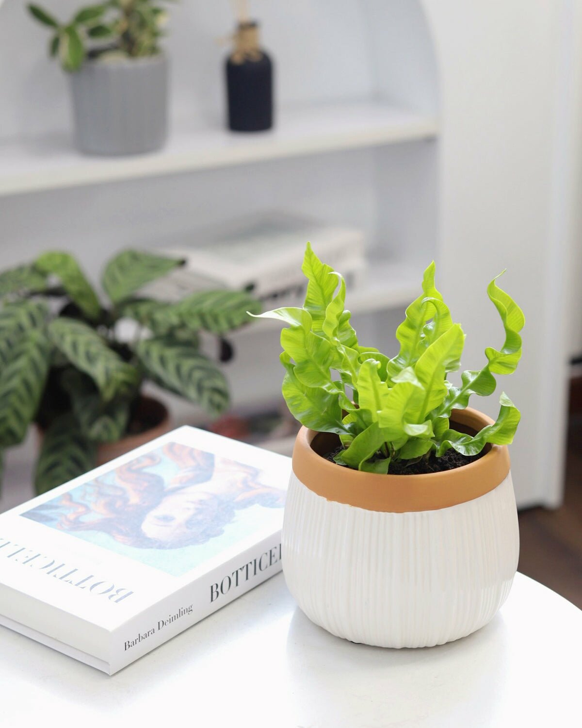 bird's nest fern houseplant for sale, bird's nest fern care guide, how to care for birds nest fern, low light houseplant, indoor plant for home and office decoration