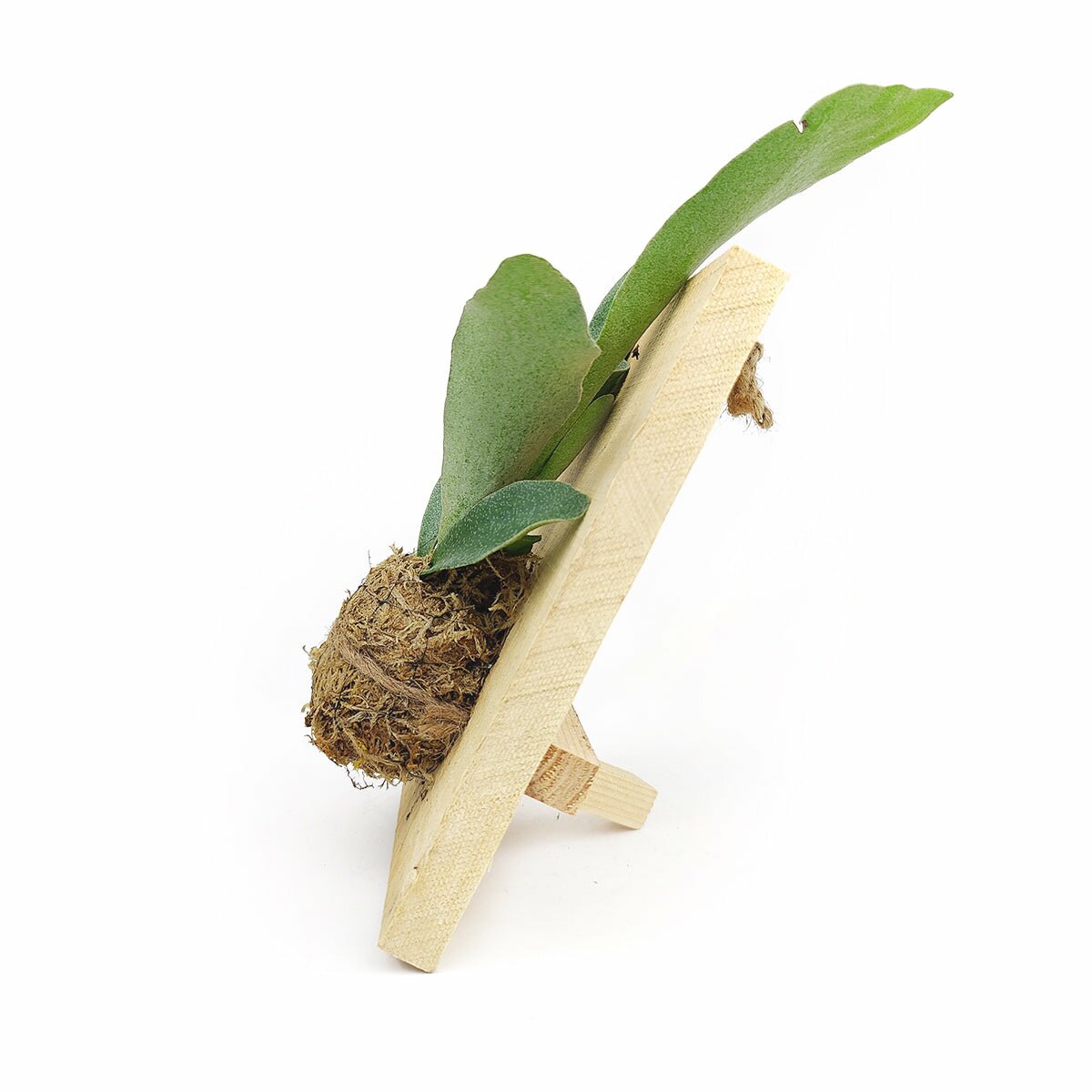 Staghorn Fern On Wood Plank, Succulent Birthday Gift, Succulent Home Decor Ideas