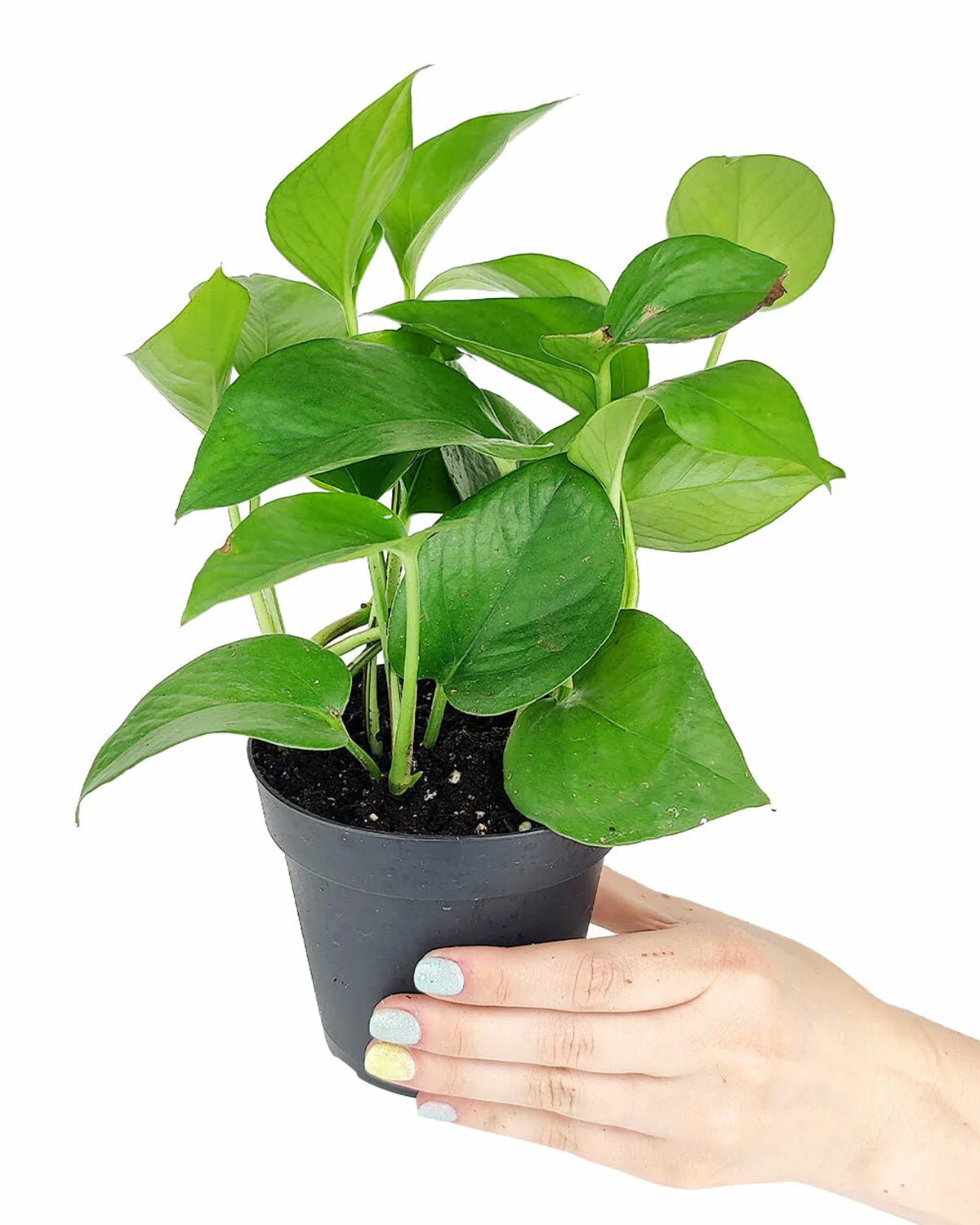 house plant for beginners and busy people, Pothos care guide, how to grow pothos jade, Pothos Jade for sale, medium and low light houseplant