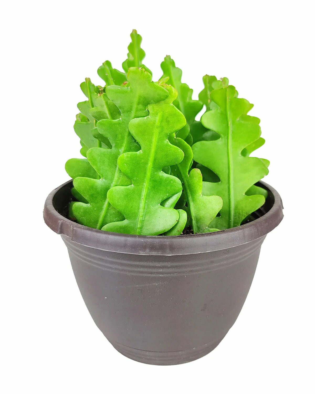 Epiphyllum anguliger Fishbone Cactus in 6 inch pot, Epiphyllum anguliger Fishbone Cactus in pot with drainage holes, Epiphyllum anguliger Fishbone Cactus in pot with saucer