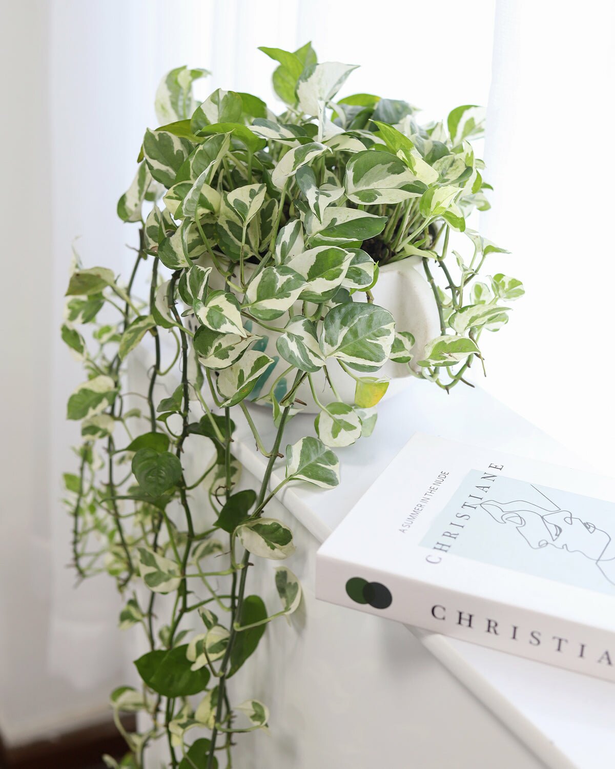 Pothos N'joy Hanging Basket, how to care for Pothos N'joy, variegated houseplants