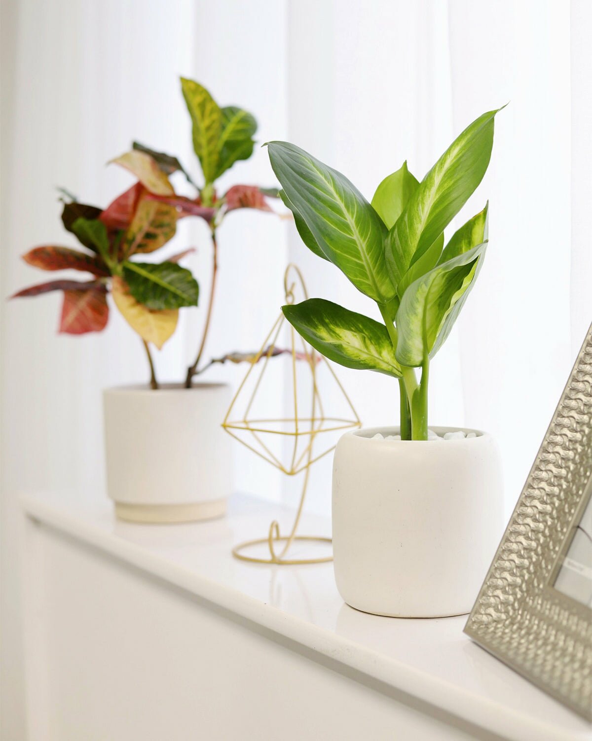 Medium to Bright Light Houseplant, Dieffenbachia Tropic Snow, dieffenbachia for sale, best indoor plant, houseplant for home decoration