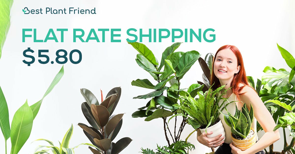 Best Plant Friend Buy Live Plants Online Houseplant Gifts for Sale