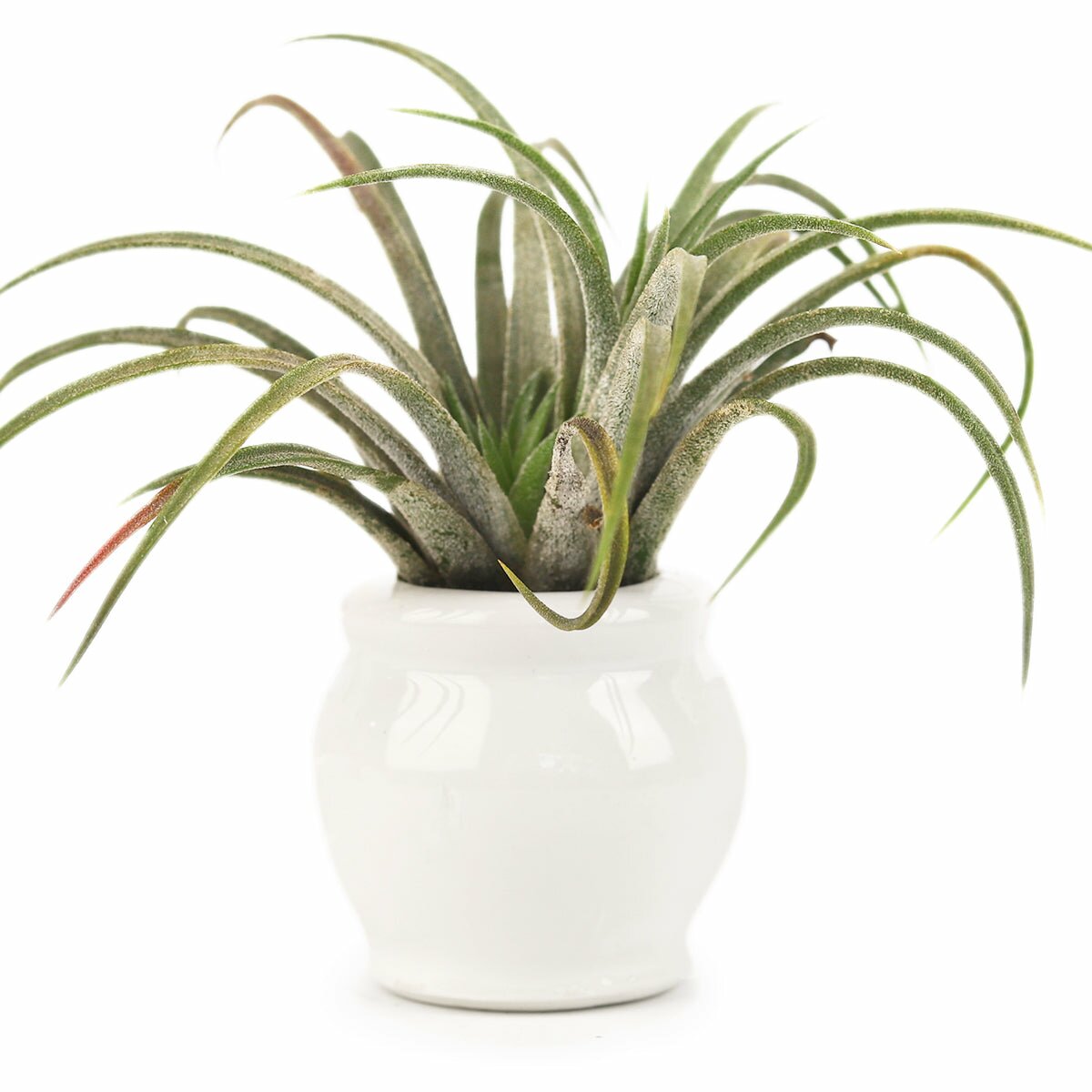 mini air plant holder Rotund White Ceramic Mini Air Plant Holder - Small Air Plant Container