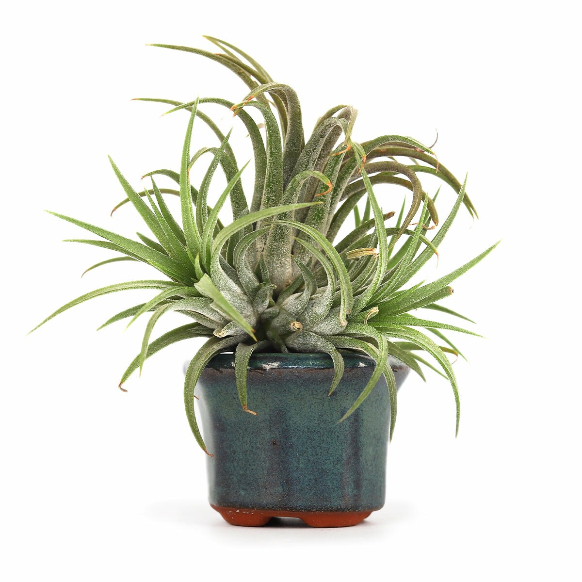 octagon clay mini air plant holder, retro-design air plant holder, buy air plant holder online, air plant pot for sale, octagon mini air plant holder