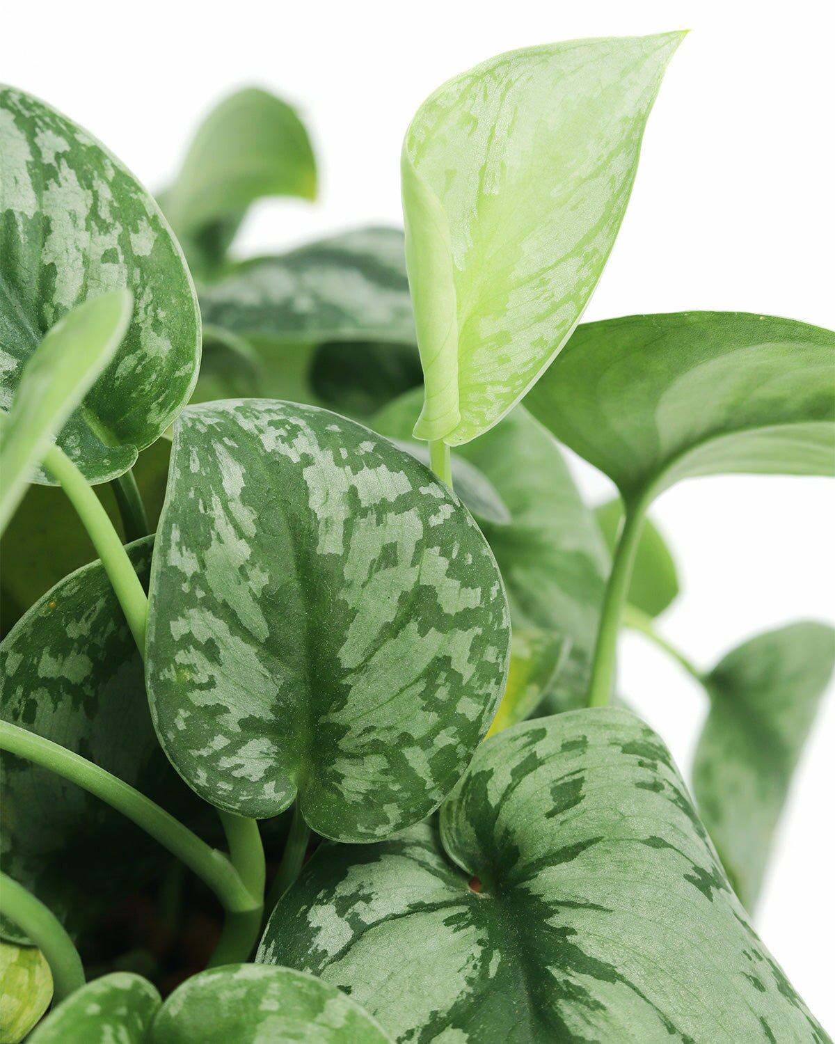 heart shaped pothos houseplant, satin pothos scindapsus pictus, pothos houseplant, best indoor plant for decoration, vining evergreen plant with variegated foliage