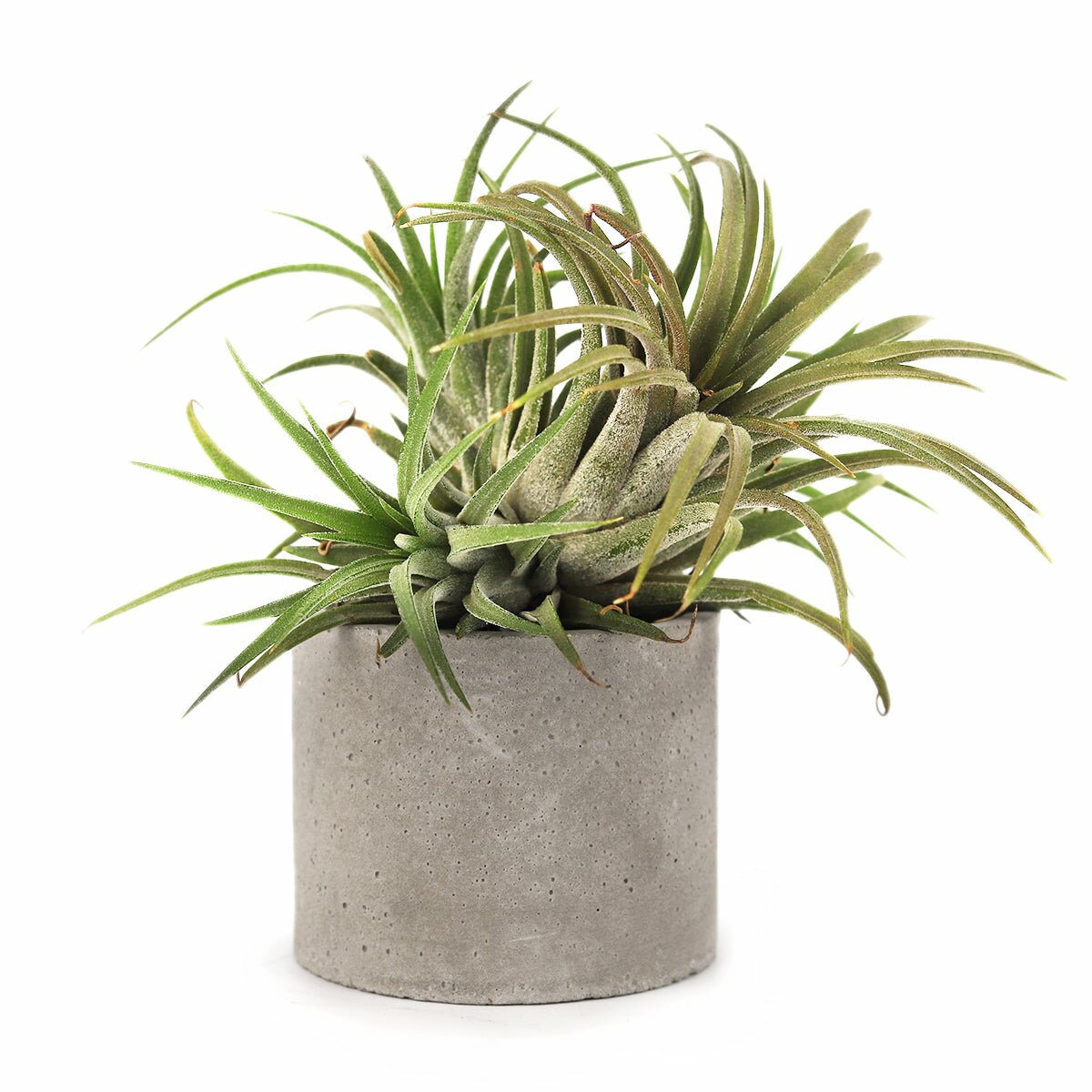 mini air plant holder Round Cement Mini Air Plant Holder - Mini Pot for Home Decor