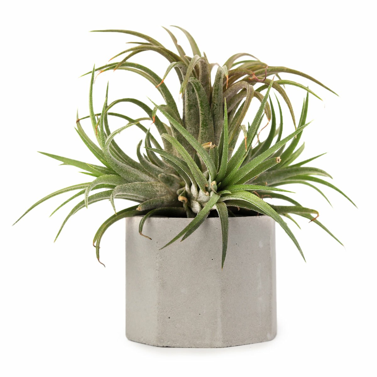 concrete air plant holder Octagon Cement Mini Air Plant Holder - Concrete Air Plant Holder