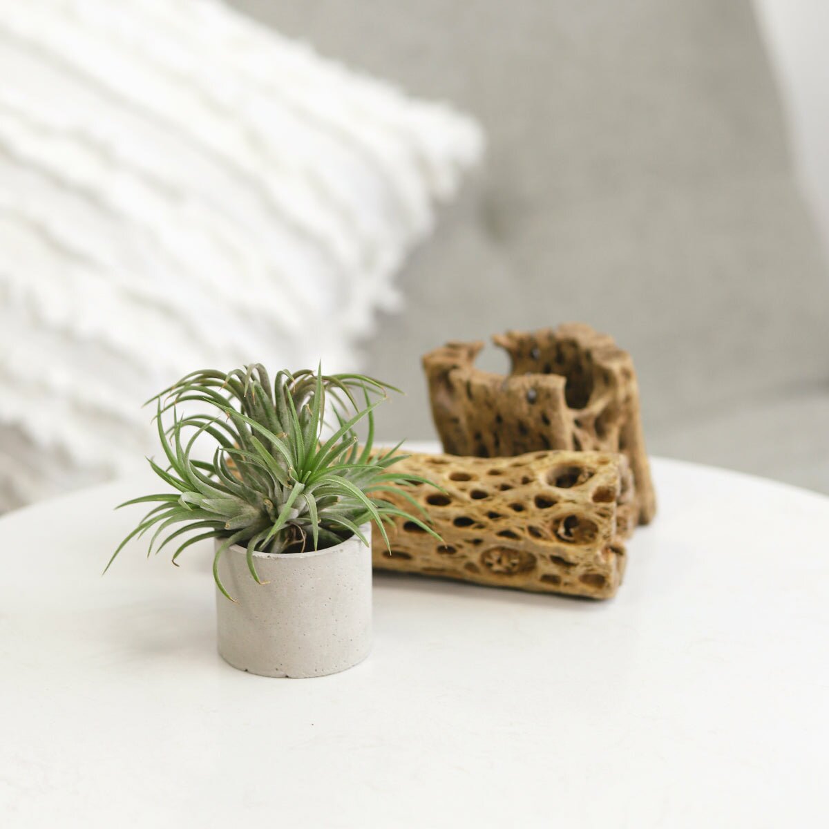 small air plants for sale Round Cement Mini Air Plant Holder - Mini Pot for Home Decor