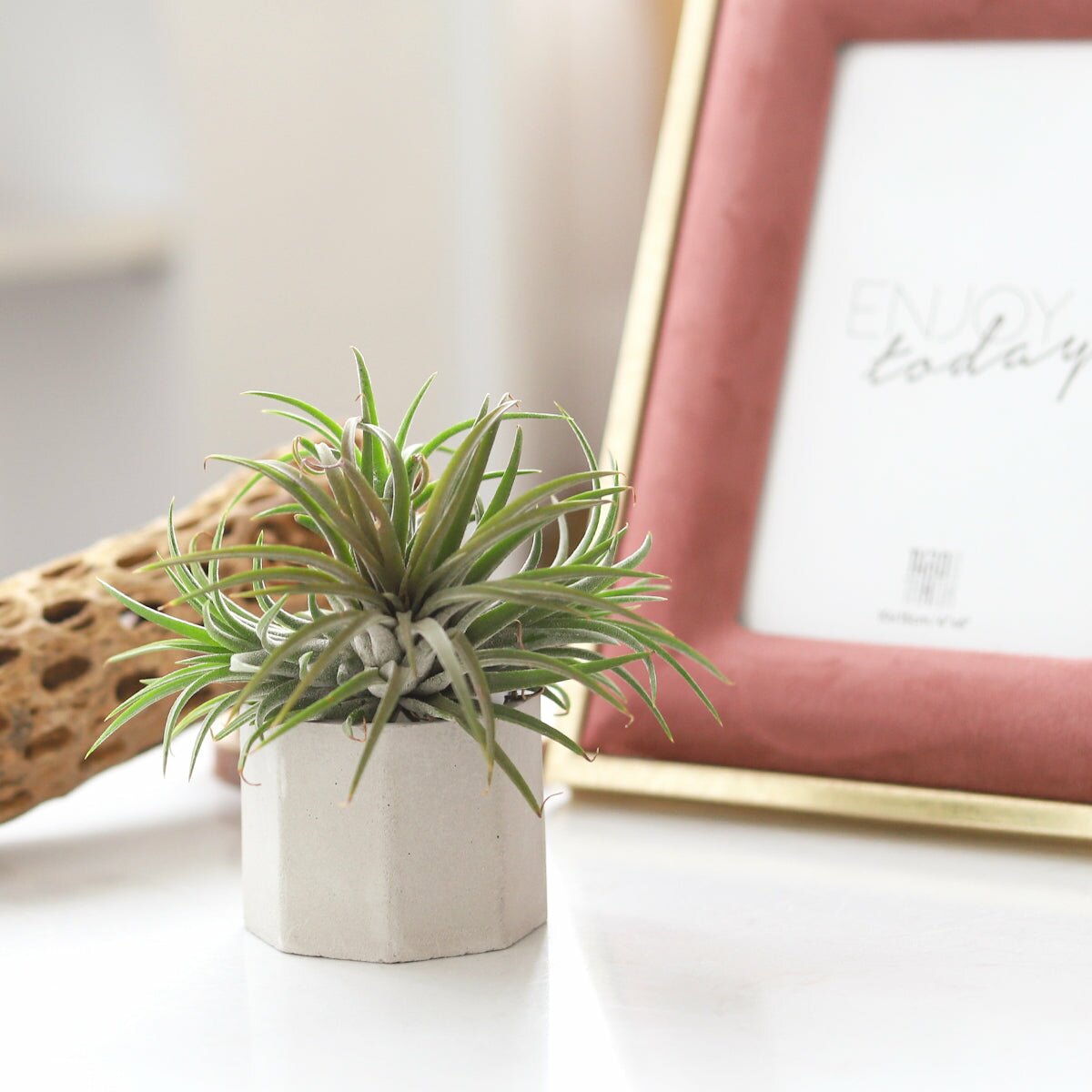air plant frame holder Octagon Cement Mini Air Plant Holder - Concrete Air Plant Holder