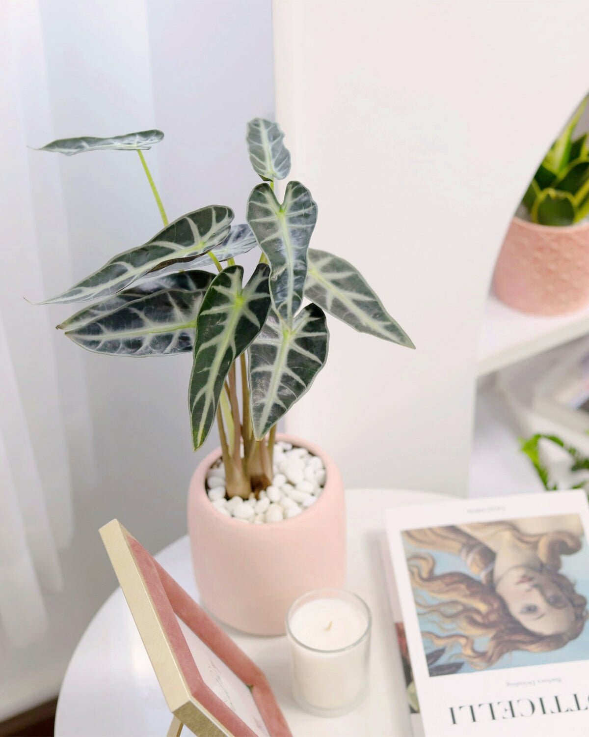 Tropical houseplant, Alocasia Bambino houseplant, easy to care houseplant, houseplant for home decoration, arrowhead foliage houseplant