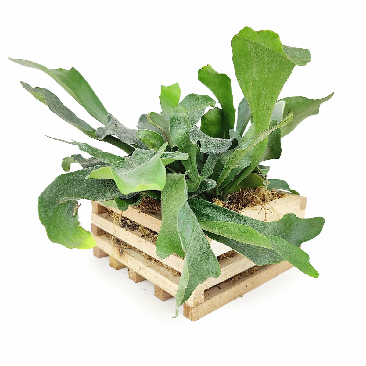 Buy Staghorn Fern in Wood online, Office Plant, Live plant as gift