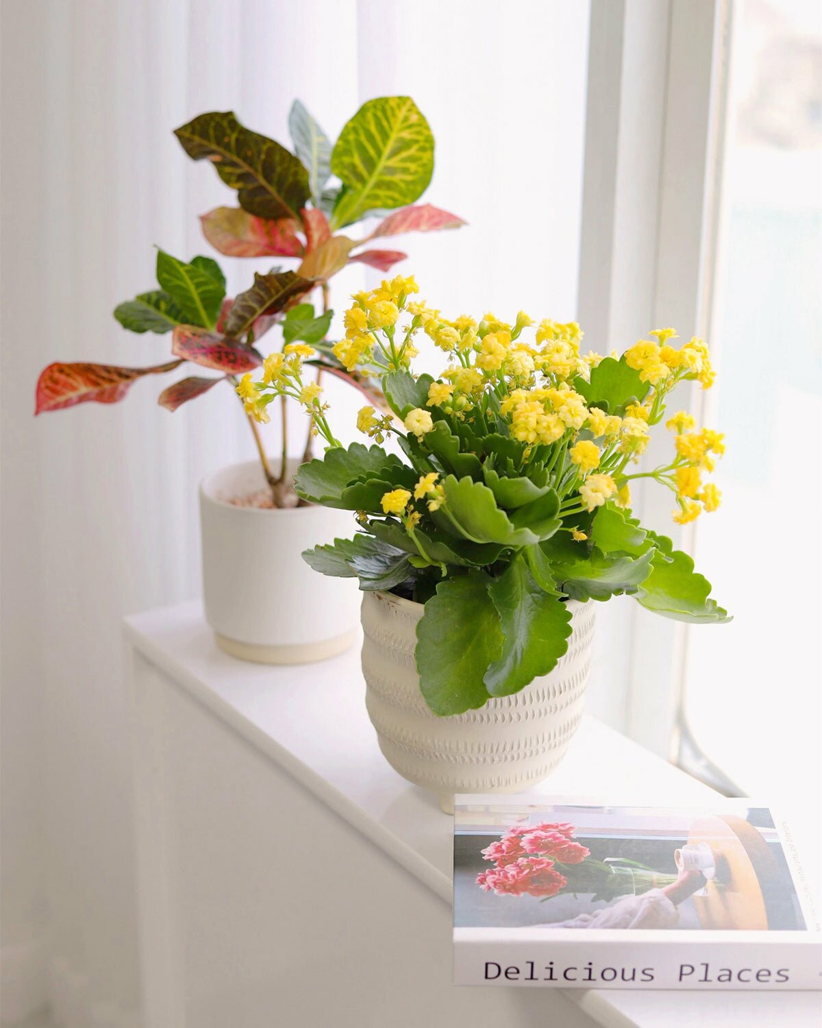 Kalanchoe blossfeldiana 'Calandiva Yellow' in 4 inch pot, Kalanchoe blossfeldiana 'Calandiva Yellow' in white ceramic pot for sale, Kalanchoe blossfeldiana 'Calandiva Yellow' in white pot with saucer