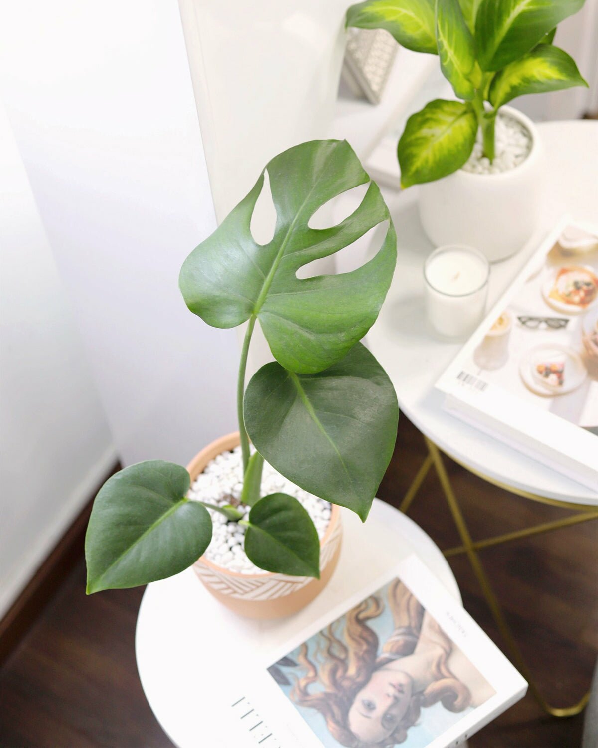 monstera deliciosa chaturbate Monstera Deliciosa